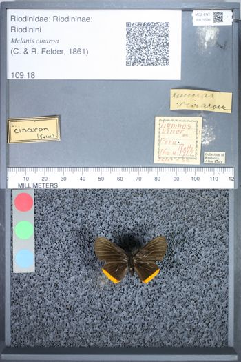 Media type: image;   Entomology 75593
